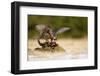 Peregrine Falcon-Milan Zygmunt-Framed Photographic Print