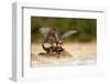 Peregrine Falcon-Milan Zygmunt-Framed Photographic Print