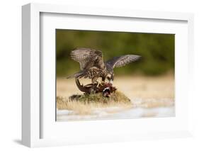 Peregrine Falcon-Milan Zygmunt-Framed Photographic Print