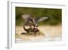 Peregrine Falcon-Milan Zygmunt-Framed Photographic Print