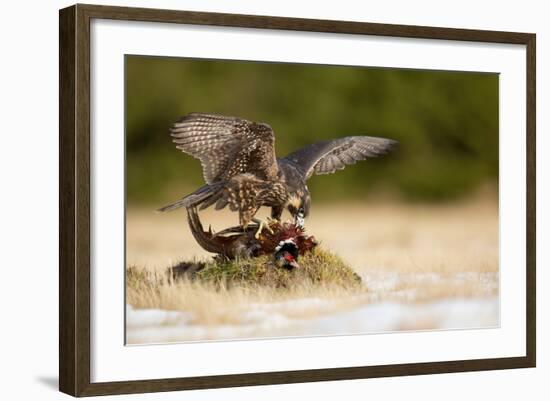 Peregrine Falcon-Milan Zygmunt-Framed Photographic Print