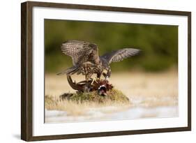 Peregrine Falcon-Milan Zygmunt-Framed Photographic Print