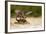 Peregrine Falcon-Milan Zygmunt-Framed Photographic Print