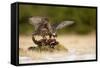 Peregrine Falcon-Milan Zygmunt-Framed Stretched Canvas