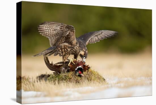 Peregrine Falcon-Milan Zygmunt-Stretched Canvas