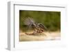 Peregrine Falcon-Milan Zygmunt-Framed Photographic Print