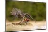 Peregrine Falcon-Milan Zygmunt-Mounted Photographic Print