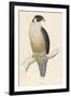 Peregrine Falcon-Reverend Francis O. Morris-Framed Photographic Print