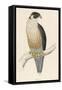 Peregrine Falcon-Reverend Francis O. Morris-Framed Stretched Canvas