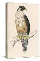 Peregrine Falcon-Reverend Francis O. Morris-Stretched Canvas