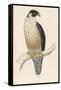 Peregrine Falcon-Reverend Francis O. Morris-Framed Stretched Canvas