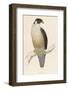 Peregrine Falcon-Reverend Francis O. Morris-Framed Photographic Print