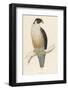 Peregrine Falcon-Reverend Francis O. Morris-Framed Photographic Print