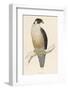 Peregrine Falcon-Reverend Francis O. Morris-Framed Photographic Print