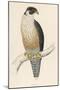 Peregrine Falcon-Reverend Francis O. Morris-Mounted Photographic Print