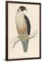 Peregrine Falcon-Reverend Francis O. Morris-Framed Photographic Print