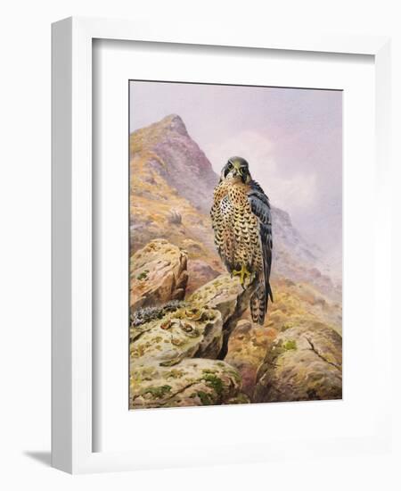 Peregrine Falcon-Carl Donner-Framed Giclee Print