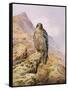 Peregrine Falcon-Carl Donner-Framed Stretched Canvas