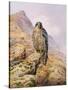 Peregrine Falcon-Carl Donner-Stretched Canvas