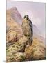 Peregrine Falcon-Carl Donner-Mounted Giclee Print