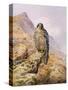 Peregrine Falcon-Carl Donner-Stretched Canvas