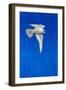 Peregrine Falcon-Tim Hayward-Framed Giclee Print