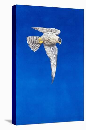 Peregrine Falcon-Tim Hayward-Stretched Canvas
