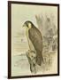 Peregrine Falcon-F. w. Frohawk-Framed Art Print