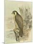 Peregrine Falcon-F. w. Frohawk-Mounted Art Print