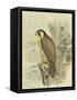 Peregrine Falcon-F. w. Frohawk-Framed Stretched Canvas