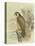 Peregrine Falcon-F. w. Frohawk-Stretched Canvas