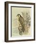 Peregrine Falcon-F. w. Frohawk-Framed Art Print