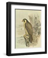 Peregrine Falcon-F. w. Frohawk-Framed Art Print