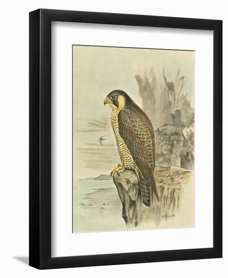 Peregrine Falcon-F. w. Frohawk-Framed Art Print