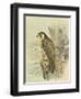 Peregrine Falcon-F. w. Frohawk-Framed Art Print