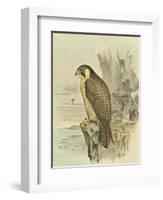 Peregrine Falcon-F. w. Frohawk-Framed Art Print