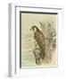 Peregrine Falcon-F. w. Frohawk-Framed Art Print