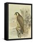 Peregrine Falcon-F. w. Frohawk-Framed Stretched Canvas