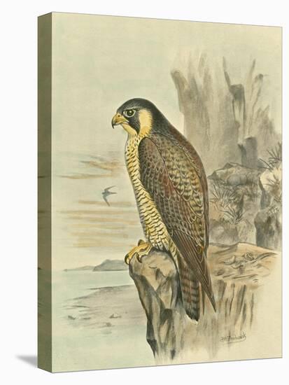 Peregrine Falcon-F. w. Frohawk-Stretched Canvas