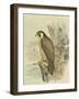 Peregrine Falcon-F. w. Frohawk-Framed Art Print