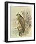 Peregrine Falcon-F. w. Frohawk-Framed Art Print