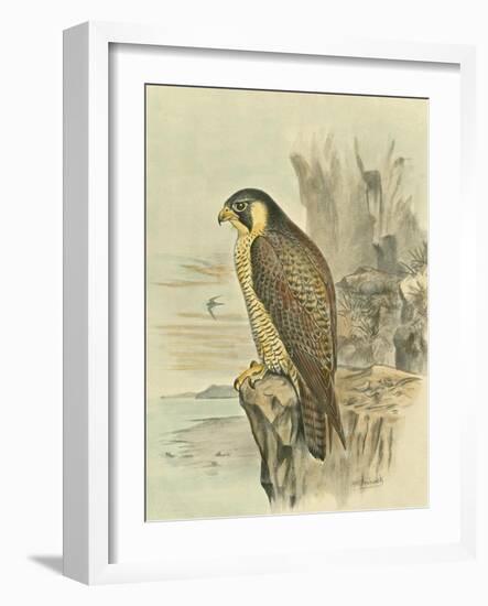 Peregrine Falcon-F. w. Frohawk-Framed Art Print