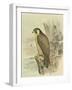 Peregrine Falcon-F. w. Frohawk-Framed Art Print