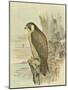 Peregrine Falcon-F. w. Frohawk-Mounted Art Print