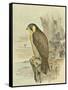 Peregrine Falcon-F. w. Frohawk-Framed Stretched Canvas