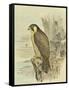 Peregrine Falcon-F. w. Frohawk-Framed Stretched Canvas