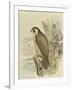 Peregrine Falcon-F. w. Frohawk-Framed Art Print