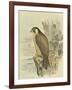 Peregrine Falcon-F. w. Frohawk-Framed Art Print