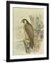 Peregrine Falcon-F. w. Frohawk-Framed Art Print