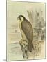 Peregrine Falcon-F. w. Frohawk-Mounted Art Print